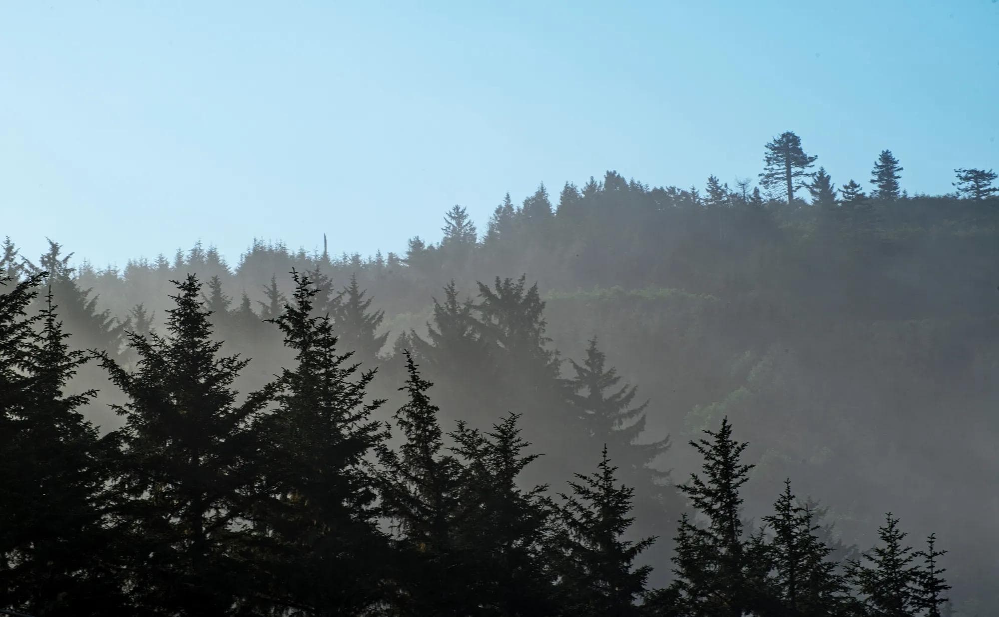 A view of the treeline and sky in Del Norte County, California. 