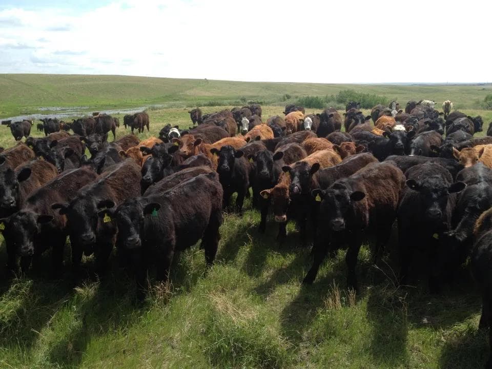 Bétail broutant dans les prairies canadiennes. 