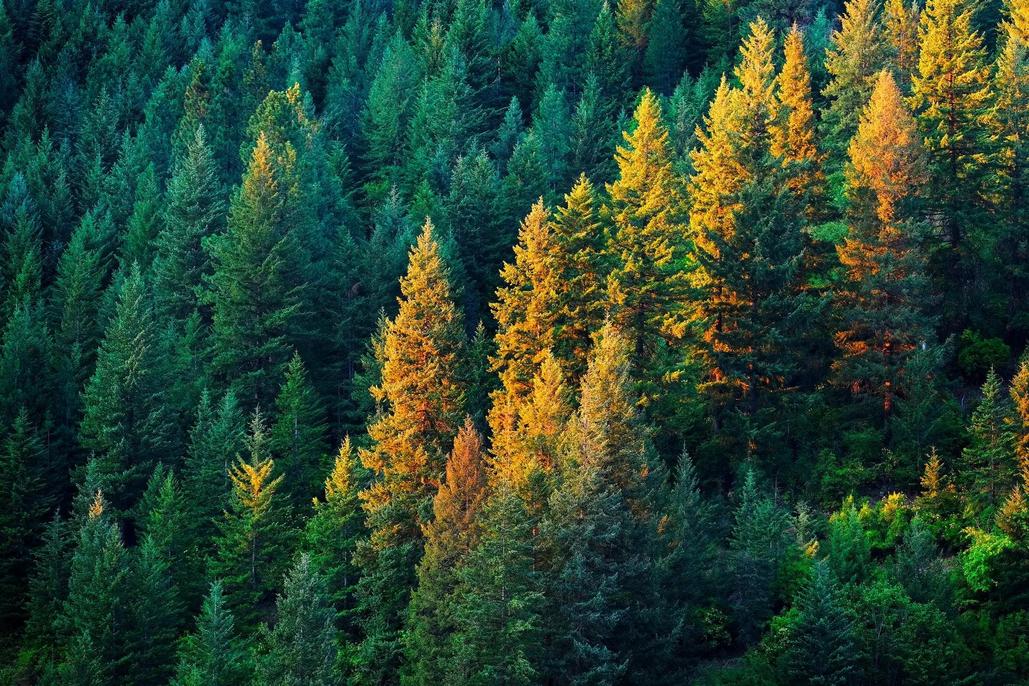 Forêt de pins luxuriante traversée par un rayon de lumière dorée en fin de journée. 