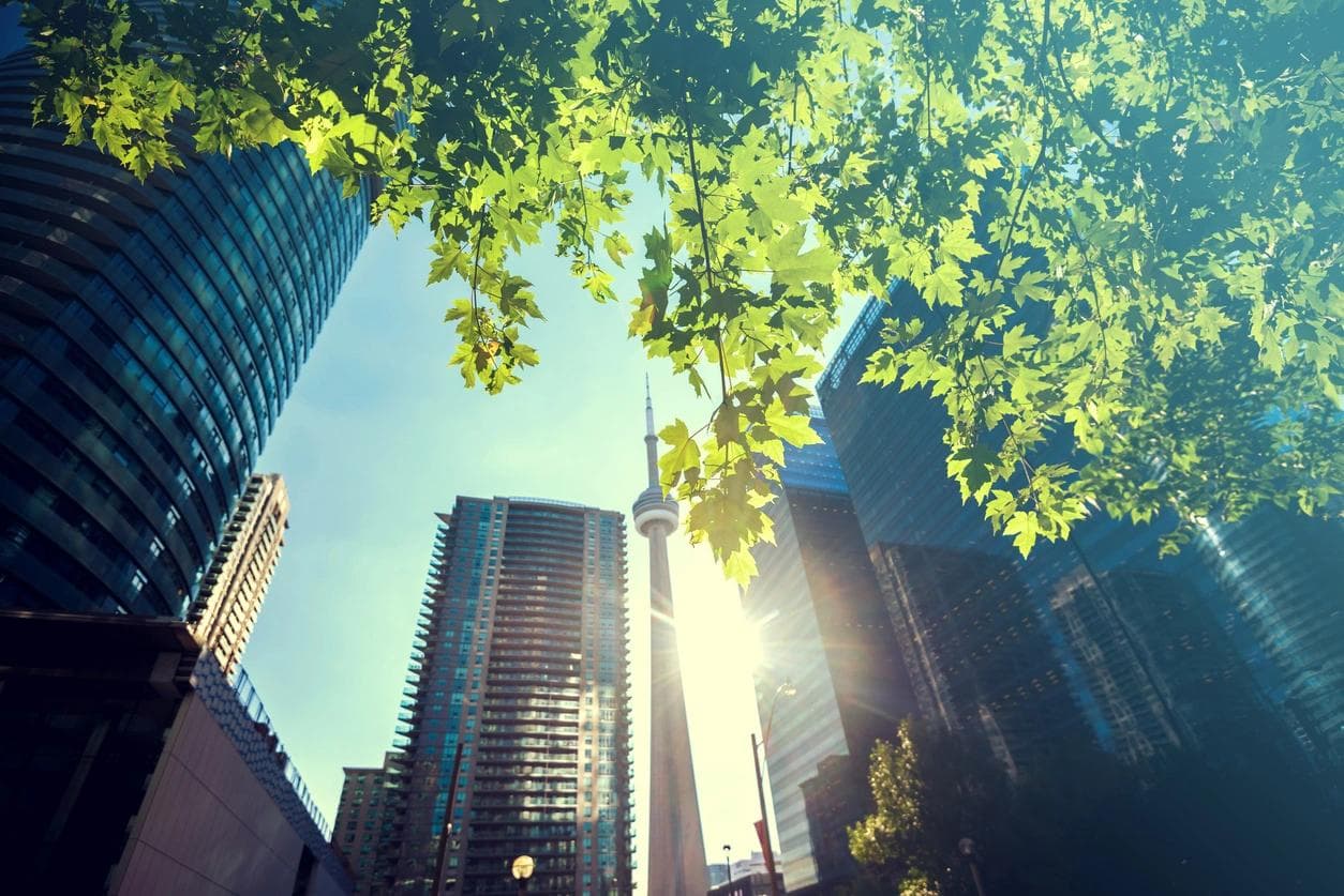 Un arbre offre de l’ombre au milieu des bâtiments modernes du centre-ville de Toronto. 