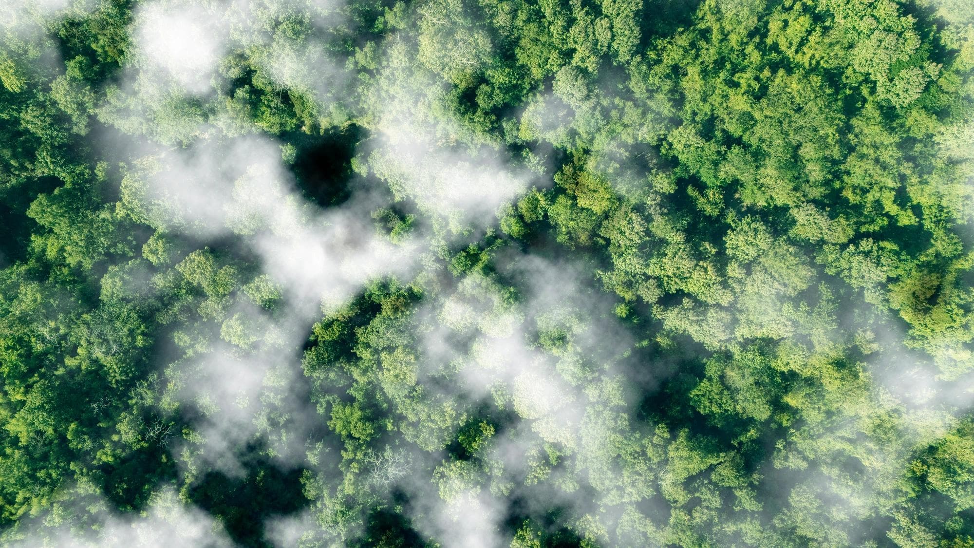 Aerial view of mist-covered forest.