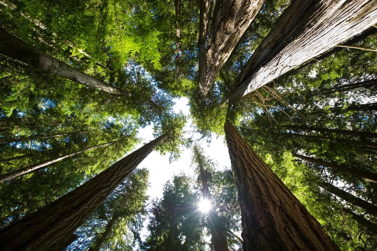 Une forêt humide tempérée côtière en Colombie-Britannique, au Canada. 