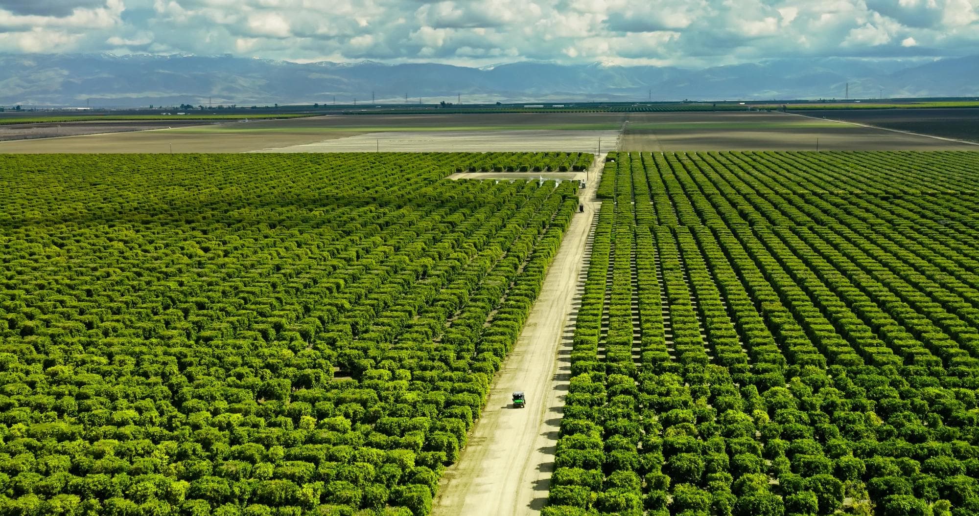 An almond orchard in Kern County, California, showing perfectly aligned rows of mature almond trees stretching across the landscape.   