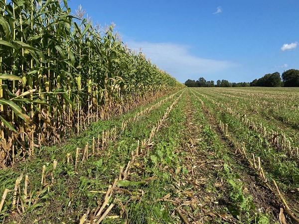 cover crops used in corn field