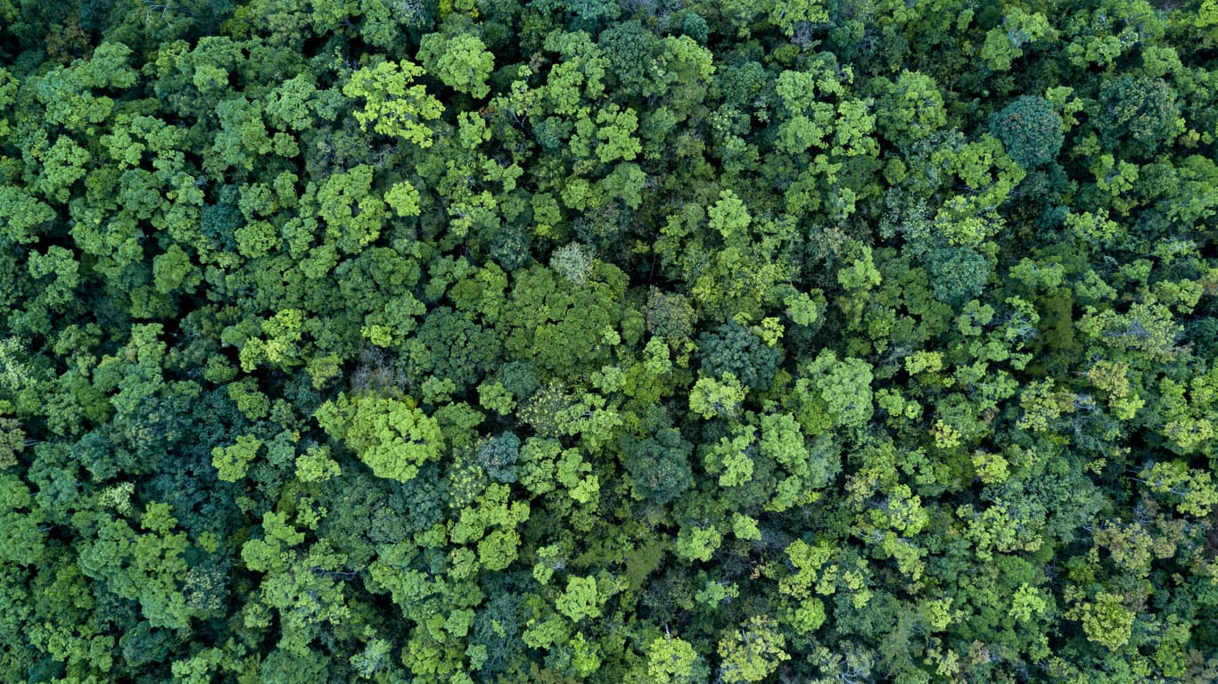 trees