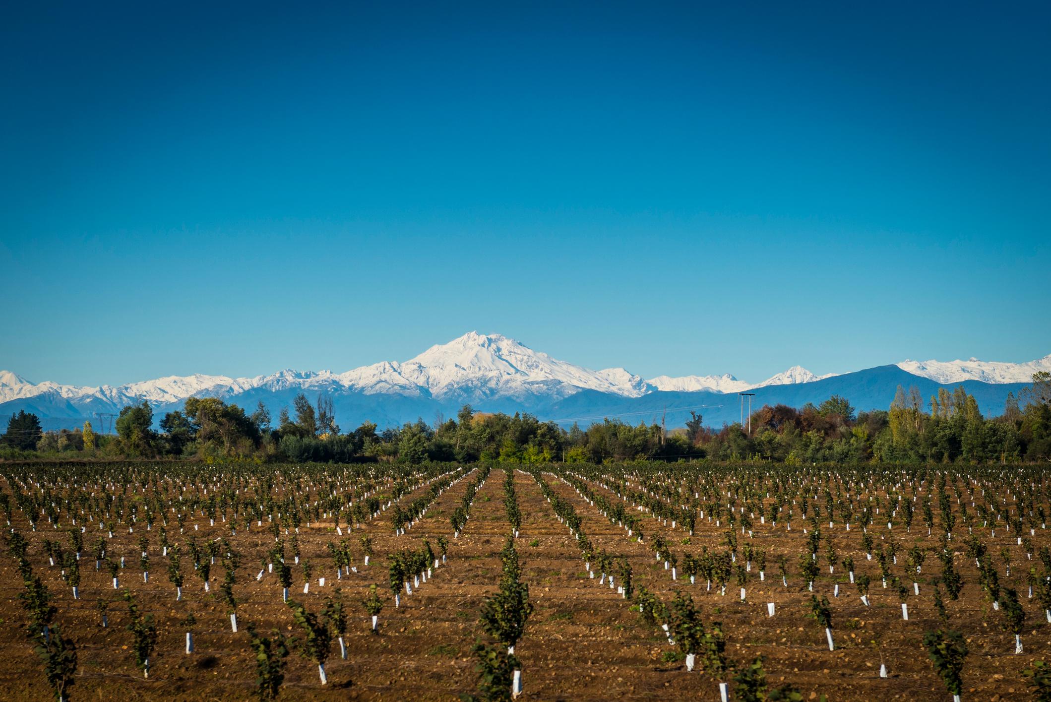 A reforestation project in Chile.