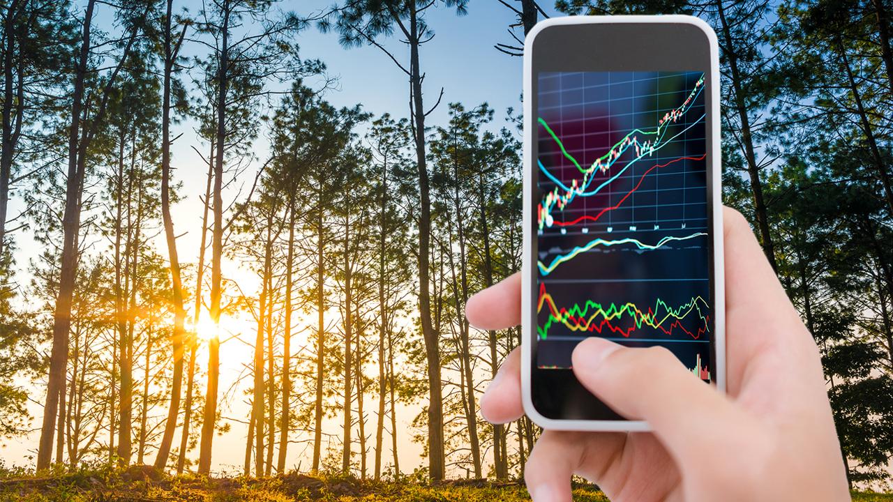 des arbres et un téléphone