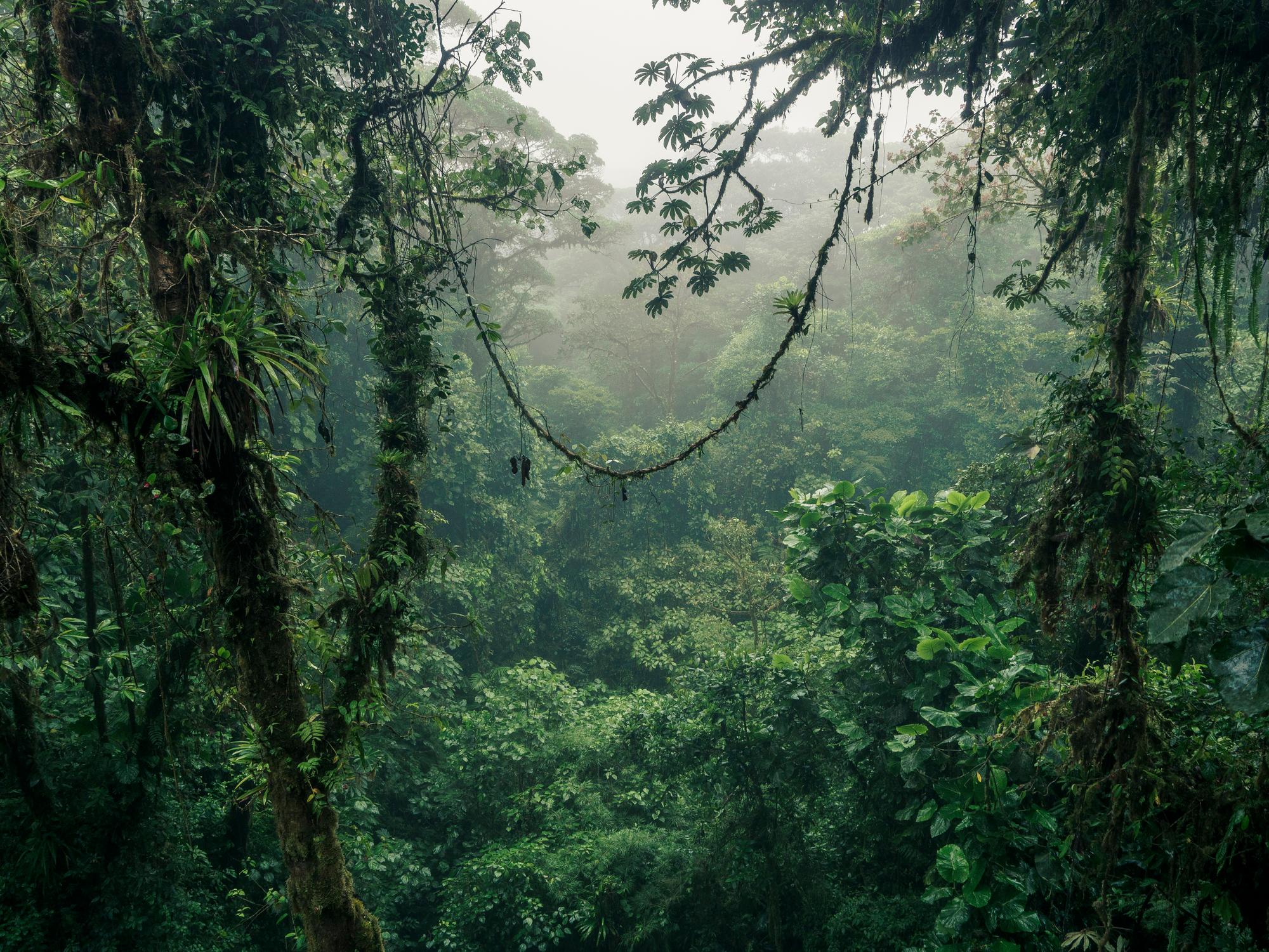 jungle