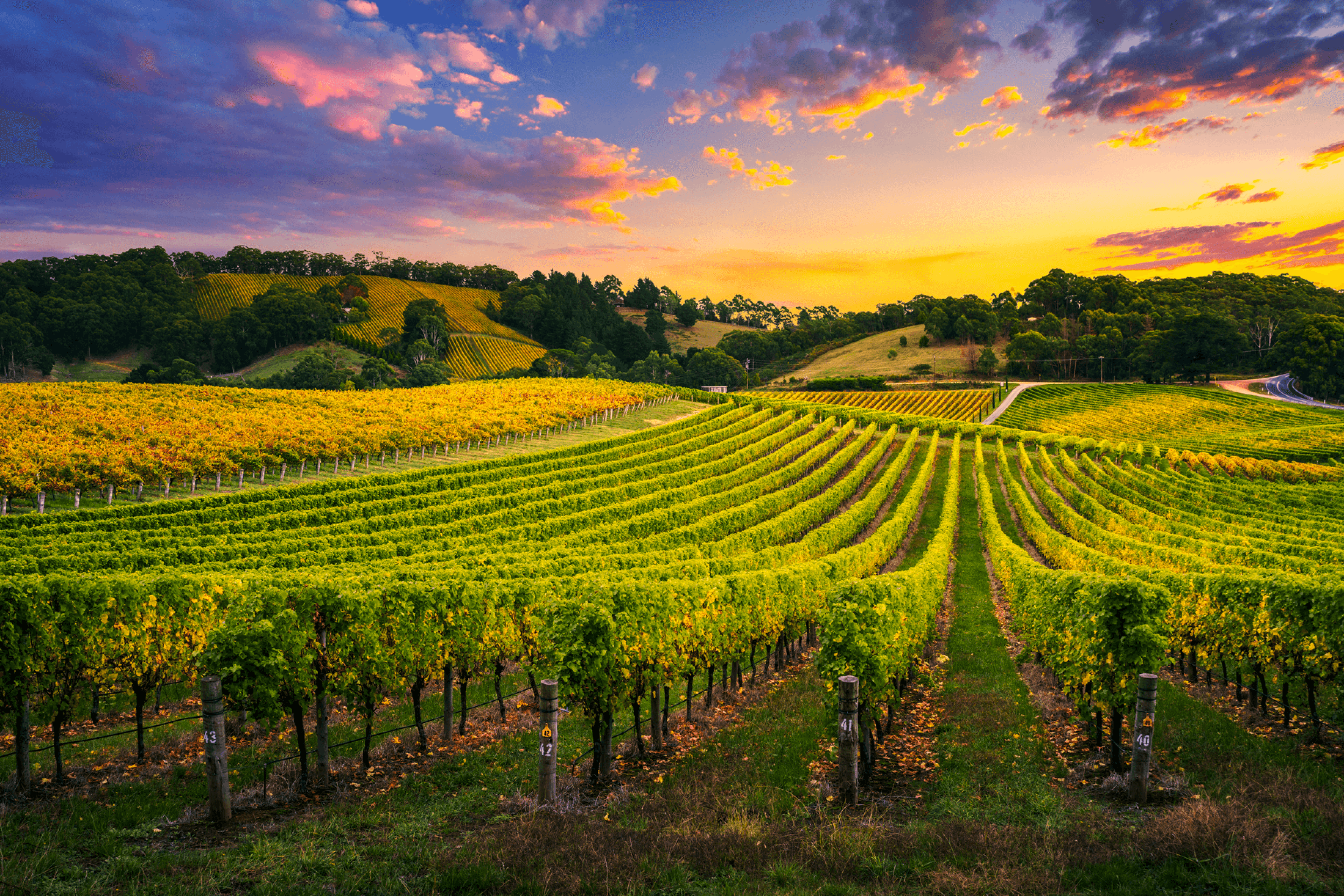 Un vignoble au lever du soleil
