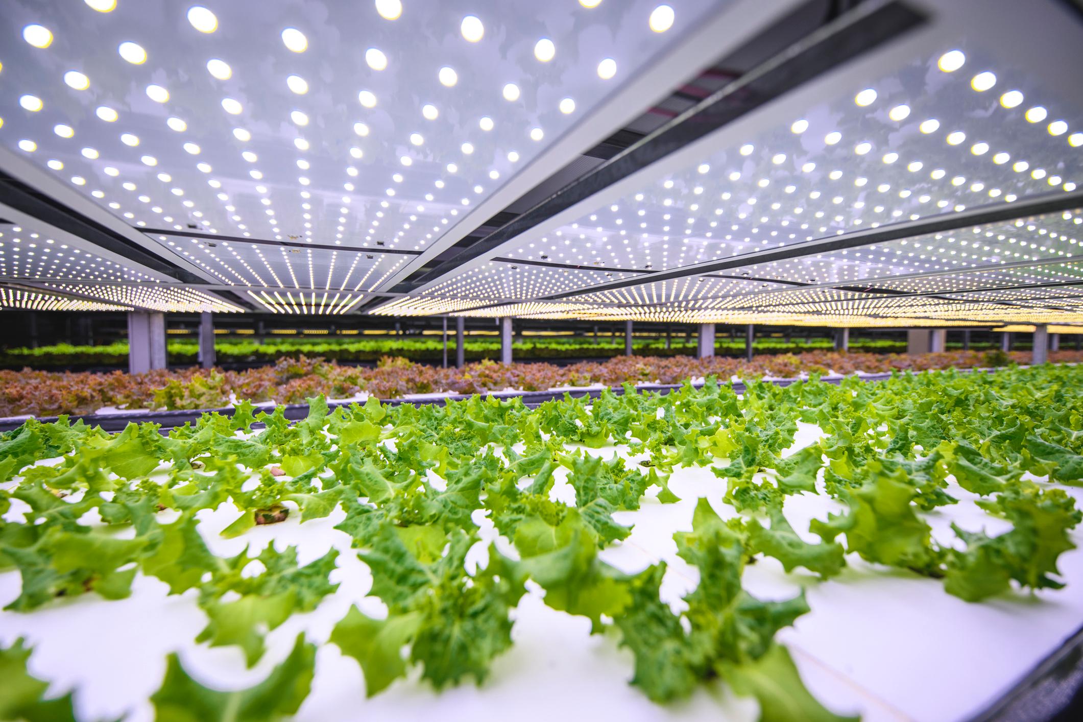 Vertical Farming