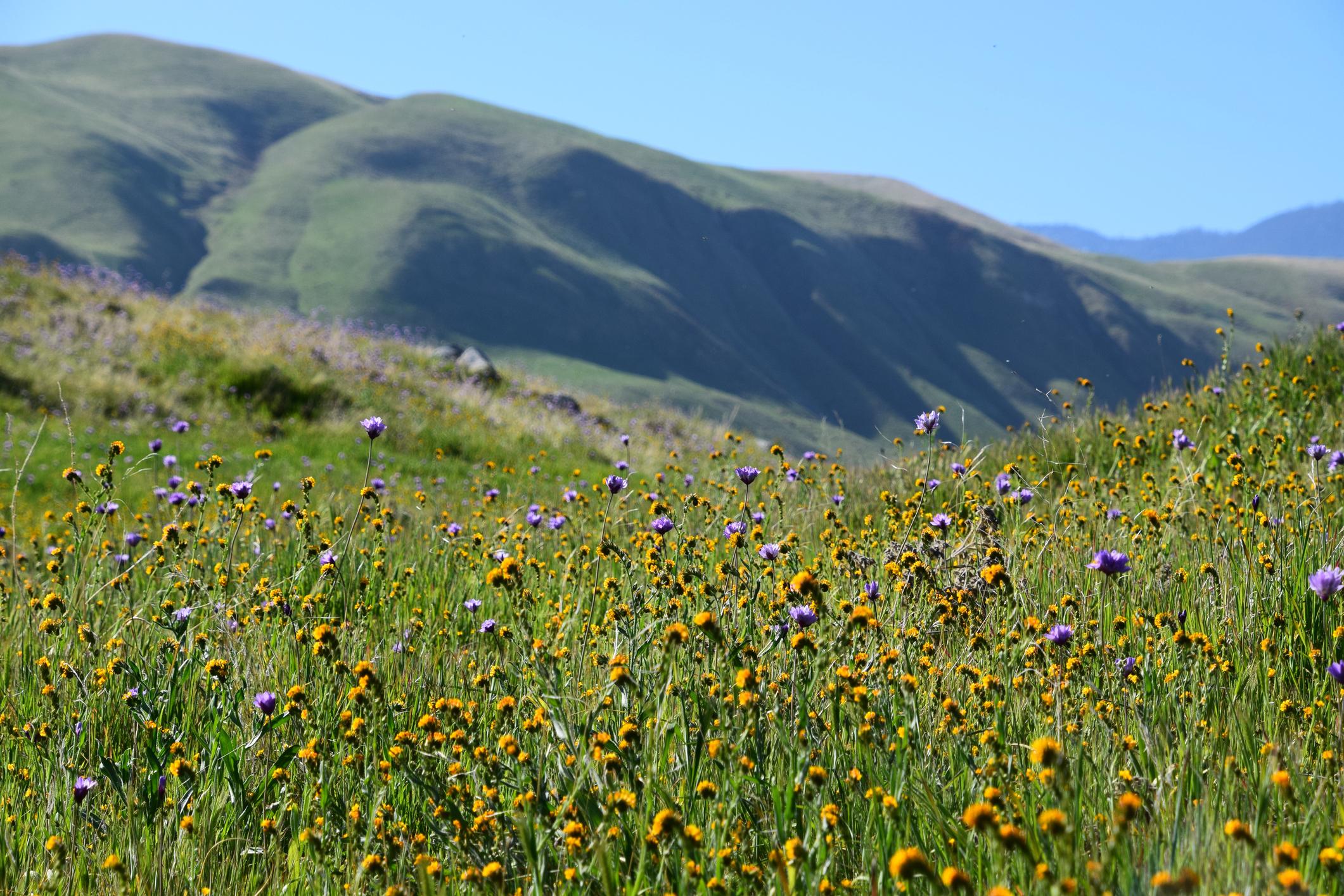 Landscape scene in Kern County, California