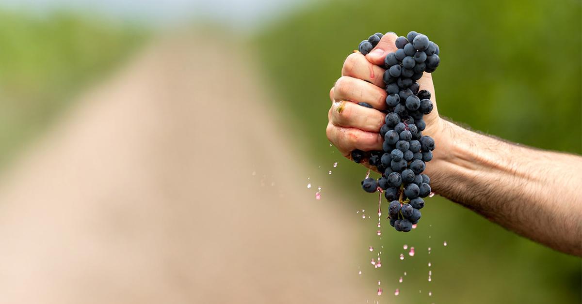 main tenant des raisins