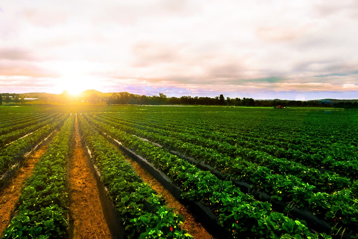 Perspectives pour le secteur alimentaire et agricole